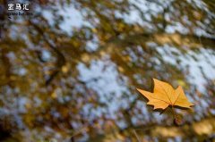 秋天尽量少在树下停车，落叶对车的危害